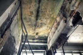 Best Forensic Mold Investigation  in Franklin, LA